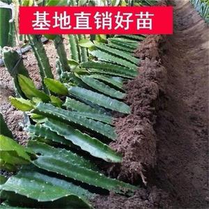 霸王花苗霸王花盆栽地栽剑花”假昙花”霸王花新鲜幼苗大苗包