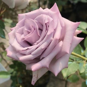 切花紫色玫瑰海洋之歌灌木月季花苗盆栽四季开花阳台庭院耐寒花卉