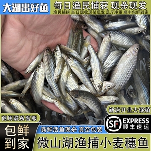 微山湖小麦穗鱼新鲜活鱼现杀生态小河鱼罗汉鱼油炸杂鱼淡水鱼顺丰