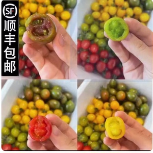 【顺丰】四色混装小番茄青口蜜夏日阳光迷彩鲜贝圣女果小柿子