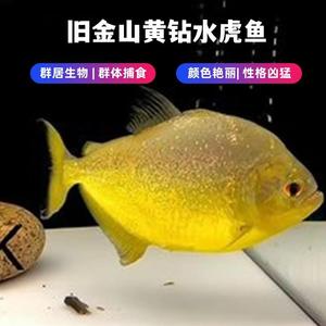 旧金山黄钻水虎鱼热带肉食性猛鱼合集品种多精品猛鱼包邮包活到家