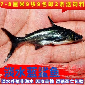 活体观赏鱼水蓝鲨鱼宠鱼新手鱼好鱼养的非海水无攻击性物淡可混养