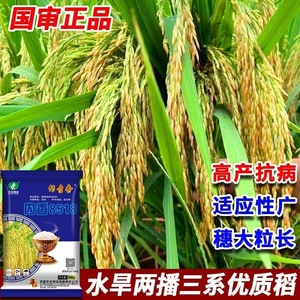内香8518高产旱稻米质优饭好吃抗病大穗稻谷香米种子谷种子长粒香