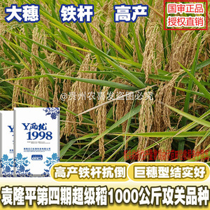 Y两优1998高产杂交水稻种子审大粒香型优质杂交水稻种子抗病谷种