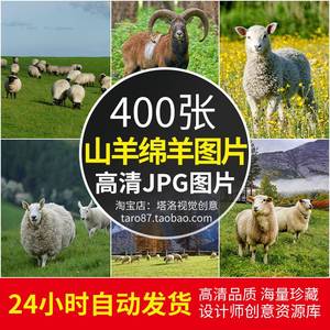 高清JPG素材山羊绵羊图片草原牧场公母羊群黑白小羊羔动物特写照