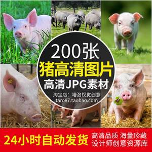 高清JPG素材猪图片大肥母猪宠物小香猪圈幼崽野山猪家畜黑白猪照