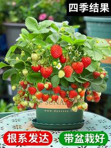 奶油草莓苗盆栽带盆带土隋珠可食用红颜四季结果阳台新苗种植苗秧
