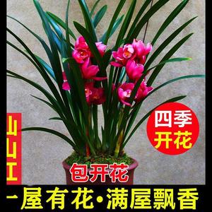 亏本价12苗 新店开张 超香兰花 中国红 四季开花 养不死的好品种