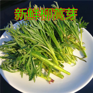 东北长白山野菜柳蒿芽新鲜现采产地发货蘸酱菜炖鱼炖排骨包邮