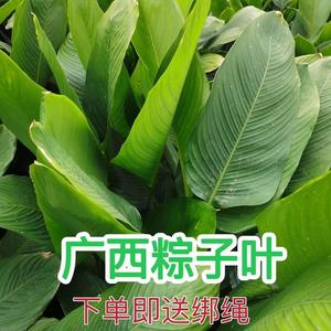 广西特大粽叶野生新鲜现摘粽子叶裹蒸粽冬叶柊叶非箬叶裹蒸粽叶