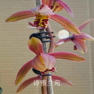 兰花浓香蕙兰九头兰九节兰四季绿植春兰花苗盆栽地栽熟草兰草花卉