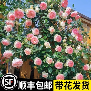 蔷薇花苗藤本月季特大花树庭院爬藤植物花卉盆栽阳台玫瑰四季开花