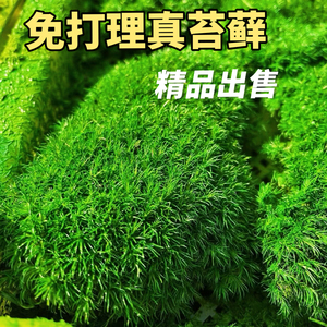 永生苔藓干微景观diy植物造景装饰青苔盆景假山材料草皮进口苔藓
