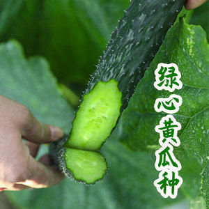 高产绿心黄瓜种子种籽苗秧大全耐热夏季秋蔬菜水果孑子菜籽籽种秋