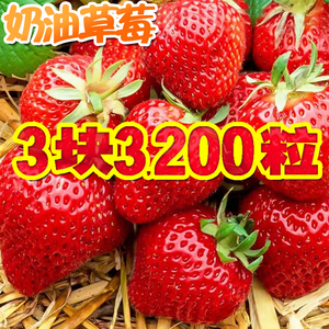 四季奶油草莓种籽子阳台盆栽室内外家庭水果白红色草莓种子大果型
