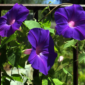 深蓝色大花牵牛花爬藤花种孑喇叭花卉庭院攀岩四季播种开花种籽子