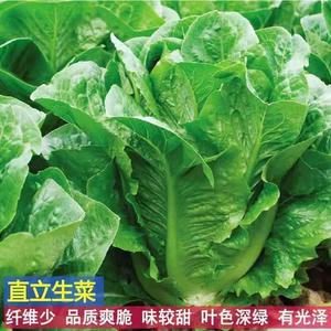 孔雀菜种子高钙四季罗马直立生菜沙拉菜籽秋冬季耐寒营养蔬菜种子