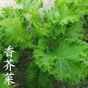 香芥菜种子香香菜饺子馅梅干菜种籽特色香芥菜种子精选田园蔬菜孑