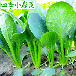 小菘菜种子四季播青菜种籽油菜小白菜籽农家阳台盆栽蔬菜种孑菜籽