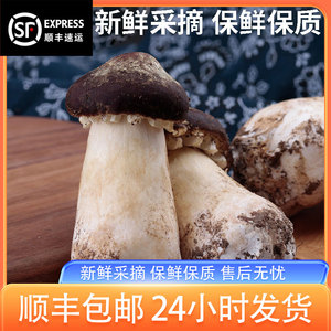 新鲜姬松茸500g云南特级菌菇新鲜正品松茸火锅煲汤菇顺丰包邮
