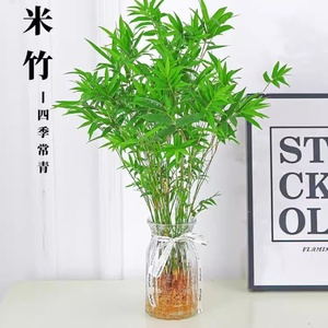 水培植物米竹室内盆栽富贵竹南天竹桌面绿植带根水生竹子花卉好养