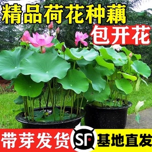 碗莲种藕水培绿植物室内四季开花卉睡莲花小型种籽子荷花根苗盆栽