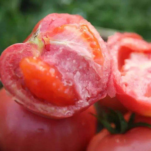 番茄种子高产四季草莓巧克力老品种蔬菜毛粉盆栽阳台田园农家种籽