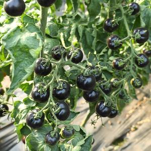 小黑番茄种子番茄苗秧超甜黑番茄水果新鲜四季可种矮生蕃茄黑珍珠