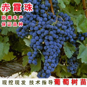 嫁接赤霞珠葡萄树苗酿酒葡萄苗品种南北方种植果树苗地栽当年结果