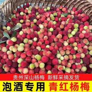 贵州特产青红杨梅新鲜现摘野杨梅鲜果泡酒专用扬梅洋梅水果5/10斤