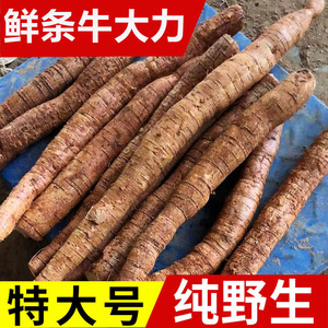 正宗野生现挖新鲜牛大力500g正品特级山莲藕正品猪脚笠薯根金钟根