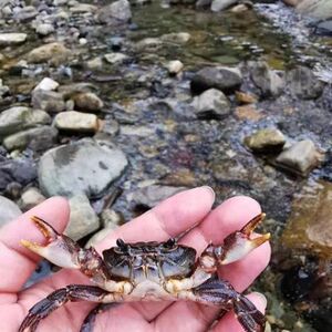 山螃蟹河蟹野生螃蟹接骨补钙食用小溪螃蟹淡水观赏螃蟹活的山河蟹