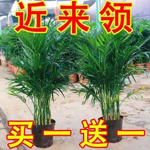 网红散尾葵客厅大型绿植散尾葵室内盆栽植物袖珍椰子绿植四季常青