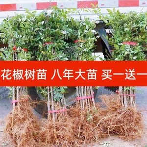 大红袍花椒树苗四川麻椒苗南方北方种植盆栽地栽新品种当年结果苗