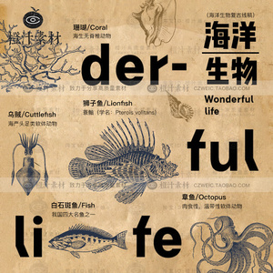 手绘复古海洋生物线稿鱼类海螺贝壳珊瑚线描素描矢量插画PNG素材