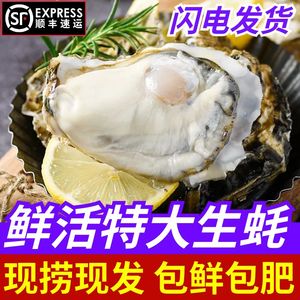 顺丰包邮非乳山生蚝鲜活新鲜海蛎子10特大海鲜牡蛎肉水产5斤批发