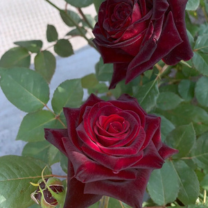 四季月季花拉花卡罗老桩阳台大浓香特大红色庭院苗花卉玫瑰盆栽开