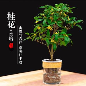 桂花植物植茶水培小盆栽树苗绿四季花卉盆景水生水养办公室内桌面