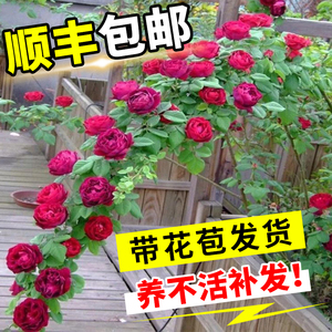 蔷薇花苗藤本月季特大花树庭院爬藤植物花卉盆栽阳台玫瑰四季开花