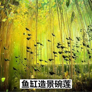 快速造景鱼缸碗莲种子莲花创意水生懒人新手淡水四季常青水草植物