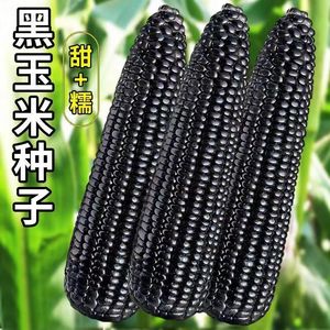 黑甜糯玉米种子珍珠糯白糯玉米种籽水果玉米种孑非转基因四季种植