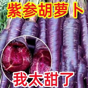紫色胡萝卜种子孑紫黑色水果胡罗卜菜籽庭院阳台盆栽四季蔬菜种籽