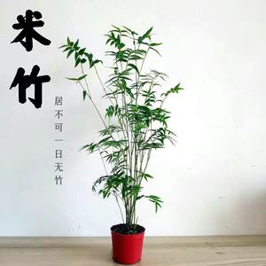 米竹水培鱼缸玻璃瓶带根苔藓球植物室内禅意盆栽凤尾竹观音竹竹子