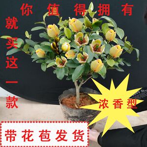 含笑花水果香味耐寒四季浓香型花卉室内阳台办公家庭常绿种植盆栽