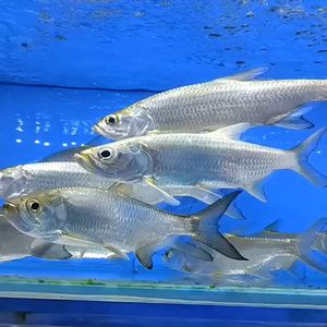 铅笔鱼观赏小盾鳢凶猛肉食鱼黄金河虎鱼多曼雷龙加里曼丹七彩海象