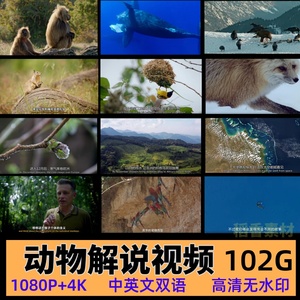 高清野生动物世界解说纪录片国外非洲觅食捕猎4K中视频剪辑素材