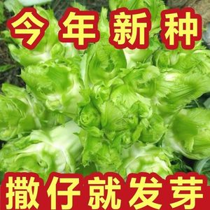 儿菜种子芥菜种籽宝宝菜秋季播泡菜蔬菜种子四川特大儿菜抱儿菜孑