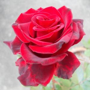黑魔术月季花苗盆栽暗红色花瓣丝绒感强玫瑰阳台庭院四季花卉植物