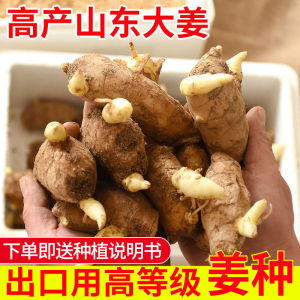 【出口品质】生姜种姜种苗种植发芽苗子北方已催芽老姜高产种芽子