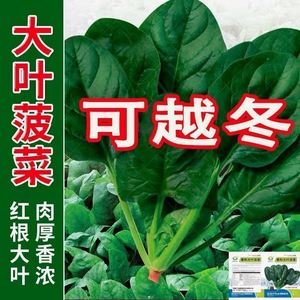 【可越冬】菠菜种子速生大叶菠菜籽高产耐热耐寒菠菜种籽四季蔬菜